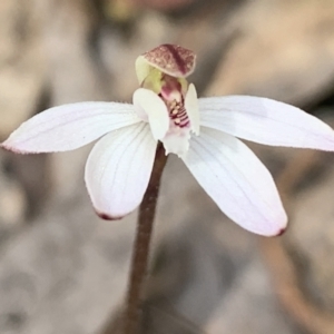 Caladenia fuscata at Molonglo Valley, ACT - 14 Sep 2022