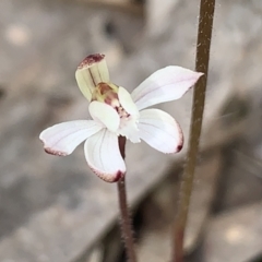 Caladenia fuscata at Molonglo Valley, ACT - suppressed