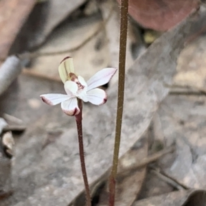 Caladenia fuscata at Molonglo Valley, ACT - suppressed