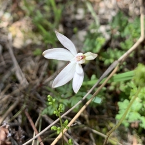 Caladenia fuscata at Molonglo Valley, ACT - suppressed