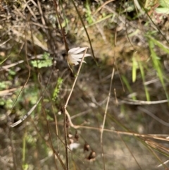 Caladenia fuscata at Molonglo Valley, ACT - suppressed