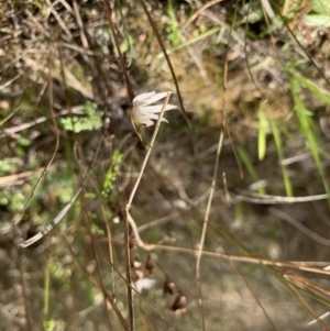 Caladenia fuscata at Molonglo Valley, ACT - suppressed