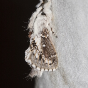 Porela delineata at Higgins, ACT - 11 Sep 2022