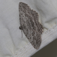 Didymoctenia exsuperata (Thick-lined Bark Moth) at Higgins, ACT - 10 Sep 2022 by AlisonMilton