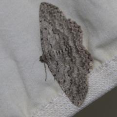 Didymoctenia exsuperata at Higgins, ACT - 10 Sep 2022