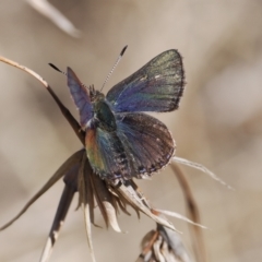 Paralucia spinifera (Bathurst or Purple Copper Butterfly) at Booth, ACT - 14 Sep 2022 by RAllen