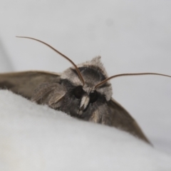 Pantydia sparsa (Noctuid Moth) at Higgins, ACT - 10 Sep 2022 by AlisonMilton