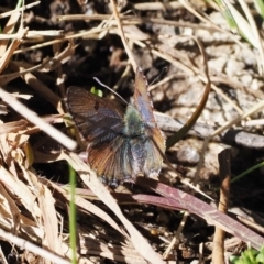 Paralucia crosbyi (Violet Copper Butterfly) by RAllen