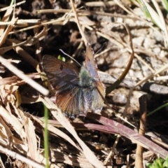 Paralucia crosbyi (Violet Copper Butterfly) at Booth, ACT - 14 Sep 2022 by RAllen