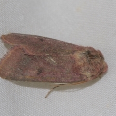 Unidentified Noctuoid moths (except Arctiinae) (TBC) at Higgins, ACT - 10 Sep 2022 by AlisonMilton