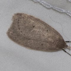 Chezala privatella (A Concealer moth) at Higgins, ACT - 10 Sep 2022 by AlisonMilton