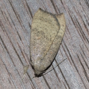 Rhapsa suscitatalis at Higgins, ACT - 10 Sep 2022