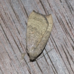 Rhapsa suscitatalis at Higgins, ACT - 10 Sep 2022