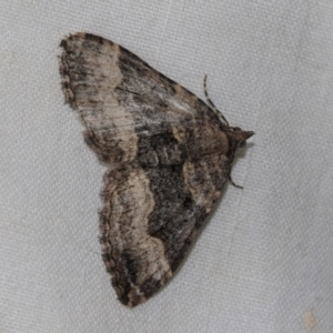 Epyaxa subidaria at Higgins, ACT - 10 Sep 2022