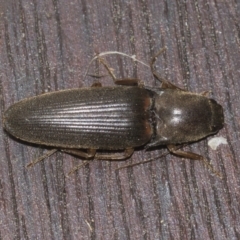 Monocrepidius (genus) (Click beetle) at Higgins, ACT - 21 Aug 2022 by AlisonMilton