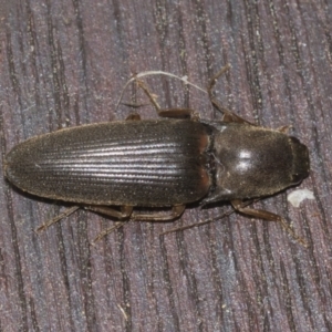 Monocrepidius (genus) at Higgins, ACT - 21 Aug 2022 02:24 PM