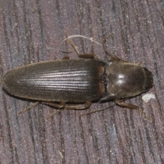 Conoderus sp. (genus) (Click beetle) at Higgins, ACT - 21 Aug 2022 by AlisonMilton