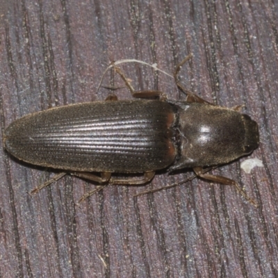 Monocrepidus sp. (genus) (Click beetle) at Higgins, ACT - 21 Aug 2022 by AlisonMilton