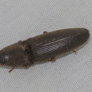 Monocrepidus sp. (genus) at Higgins, ACT - 21 Aug 2022