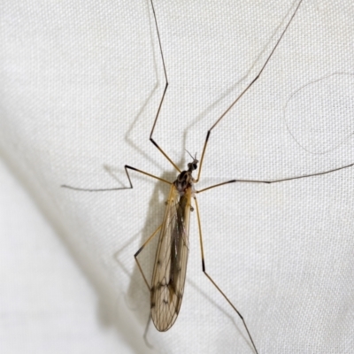 Symplecta (Trimicra) pilipes (A limoniid crane fly) at Higgins, ACT - 10 Sep 2022 by AlisonMilton