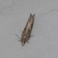 Tortricinae (subfamily) (A tortrix moth) at Higgins, ACT - 10 Sep 2022 by AlisonMilton