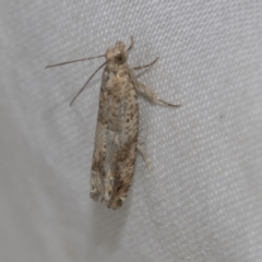 Crocidosema plebejana (Cotton Tipworm Moth) at Higgins, ACT - 21 Aug 2022 by AlisonMilton