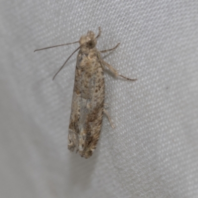 Unidentified Tortricid moth (Tortricidae) at Higgins, ACT - 21 Aug 2022 by AlisonMilton