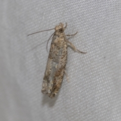 Crocidosema plebejana at Higgins, ACT - 21 Aug 2022