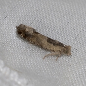 Spilonota constrictana at Higgins, ACT - 21 Aug 2022 02:24 PM