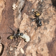 Camponotus aeneopilosus (A Golden-tailed sugar ant) at Bruce, ACT - 13 Sep 2022 by AlisonMilton