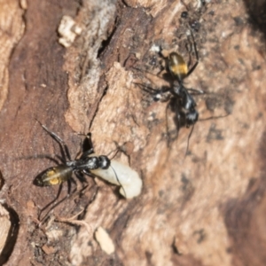 Camponotus aeneopilosus at Bruce, ACT - 13 Sep 2022 09:11 AM