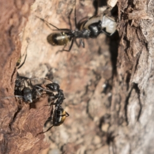 Camponotus aeneopilosus at Bruce, ACT - 13 Sep 2022 09:11 AM