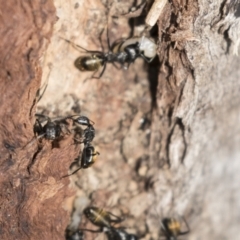 Camponotus aeneopilosus at Bruce, ACT - 13 Sep 2022