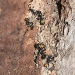 Camponotus aeneopilosus at Bruce, ACT - 13 Sep 2022