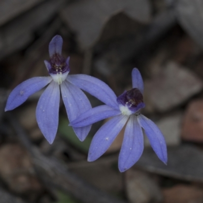 Cyanicula caerulea (Blue Fingers, Blue Fairies) at Bruce, ACT - 13 Sep 2022 by AlisonMilton