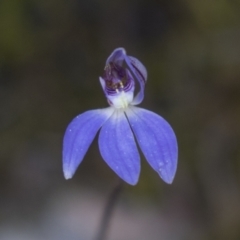 Cyanicula caerulea at Bruce, ACT - suppressed