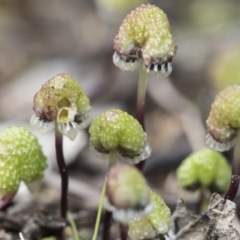 Asterella drummondii (A thallose liverwort) at Bruce Ridge to Gossan Hill - 13 Sep 2022 by AlisonMilton