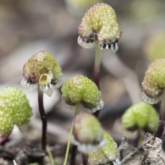 Asterella drummondii (A thallose liverwort) at Bruce, ACT - 13 Sep 2022 by AlisonMilton