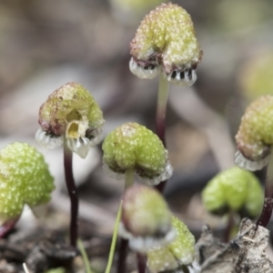 Asterella drummondii at Bruce, ACT - 13 Sep 2022