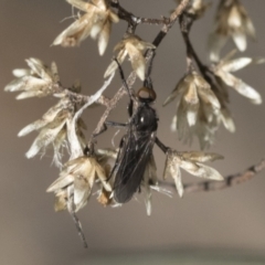 Therevidae sp. (family) (TBC) at Bruce, ACT - 13 Sep 2022 by AlisonMilton