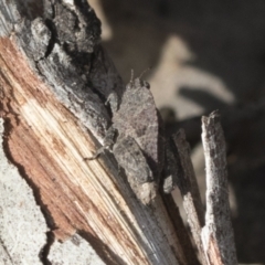 Tetrigidae (family) (Pygmy grasshopper) at Bruce Ridge to Gossan Hill - 13 Sep 2022 by AlisonMilton