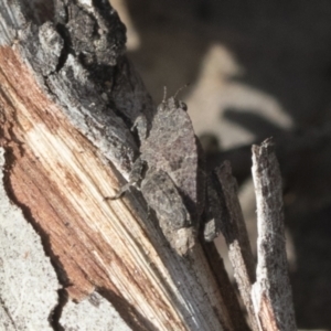 Tetrigidae (family) at Bruce, ACT - 13 Sep 2022