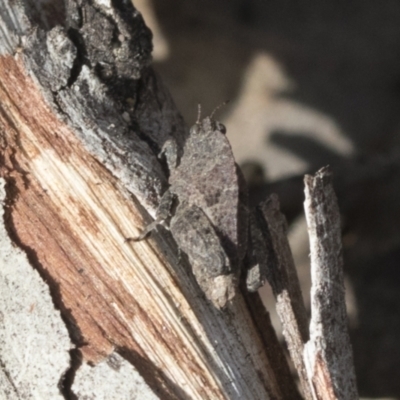 Tetrigidae (family) (Pygmy grasshopper) at Point 751 - 13 Sep 2022 by AlisonMilton