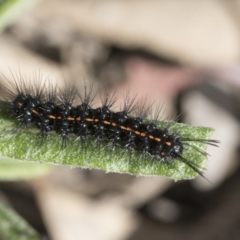 Nyctemera amicus (Senecio Moth, Magpie Moth, Cineraria Moth) at Bruce Ridge to Gossan Hill - 13 Sep 2022 by AlisonMilton