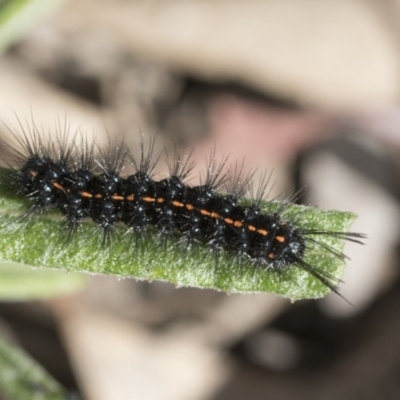 Nyctemera amicus (Senecio Moth, Magpie Moth, Cineraria Moth) at Bruce, ACT - 13 Sep 2022 by AlisonMilton