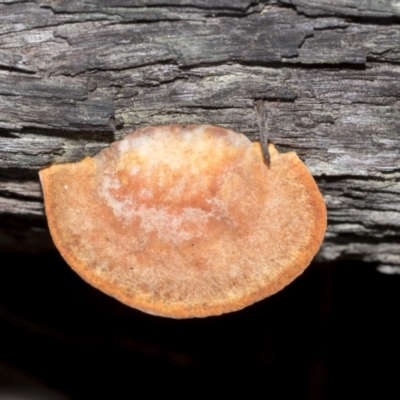 Trametes (old Pycnoporus sp.) (Scarlet Bracket) at Bruce Ridge to Gossan Hill - 13 Sep 2022 by AlisonMilton