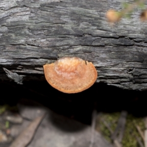 Trametes (old Pycnoporus sp.) at Bruce, ACT - 13 Sep 2022