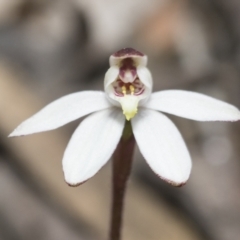 Caladenia fuscata (Dusky fingers) at Bruce, ACT - 13 Sep 2022 by AlisonMilton