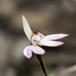 Caladenia fuscata at Point 751 - suppressed