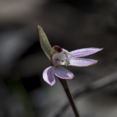 Caladenia fuscata at Point 751 - suppressed